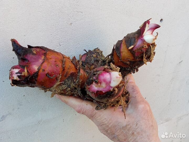 Клубни растений канн