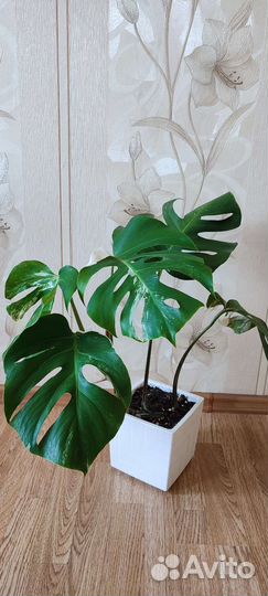 Монстера вариегатная Альба