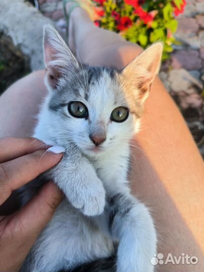 Кошечка 3 месяца