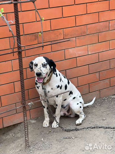 Далматинец