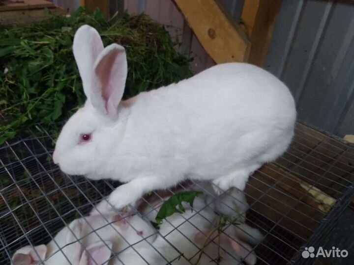 Кролик белый паннон