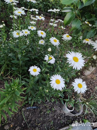 Лилии, Хоста растение, ромашки