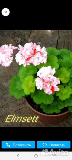 Пеларгония герань сортовая