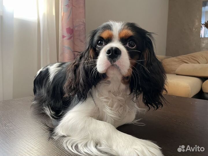 Вязка кавалер кинг Чарльз спаниель