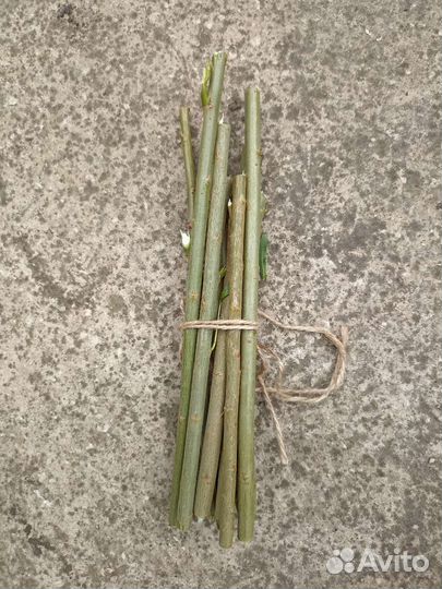 Ива американка гигантская - черенки