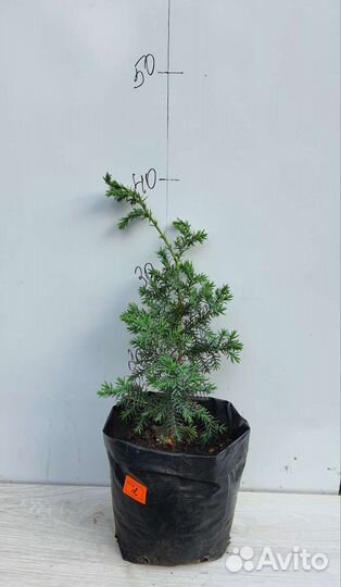 Можжевельник