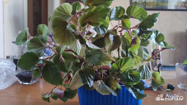 Бегония вечноцветущая