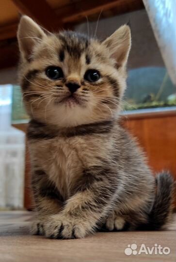 Шотландские чëрно золотые тикированные котята