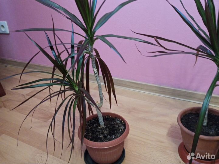 Пальма драцена