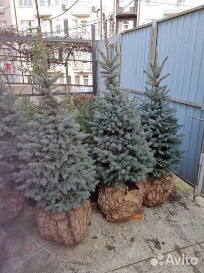 Ель саженцы