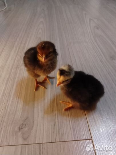 Цыплята домашние мясо- яичной породы