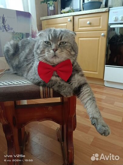 Шотландские вислоухие котята и кот на вязку