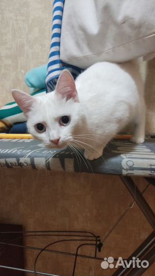 Передержка собак и кошек