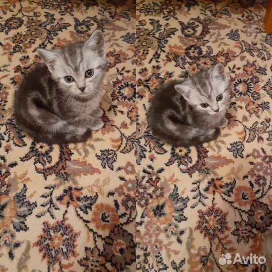 Кошки шотландцы