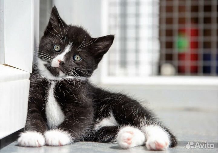 Отдам котенка в добрые руки