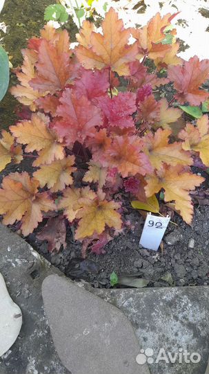 Многолетники садовые