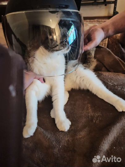 Кошка в добрые руки