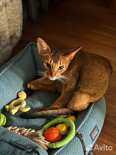 Отдам абиссинская