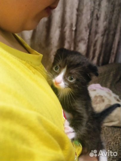 Кошка в дар