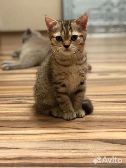 Шотландская