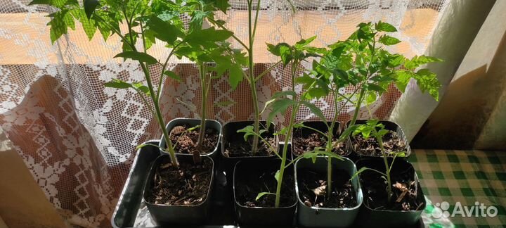 Рассада помидор