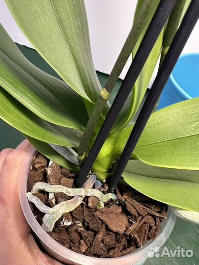 Орхидея фаленопсис