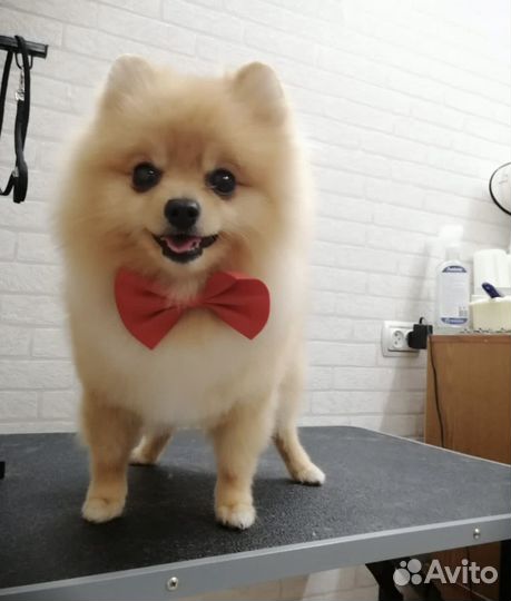 Шпиц вязка мальчик