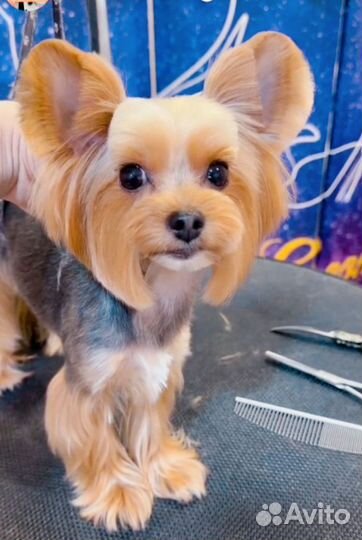 Груминг/стрижка собак и кошек. Тримминг, вычес