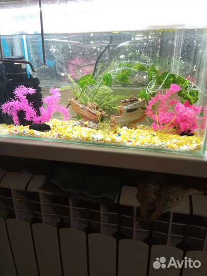 Аквариум