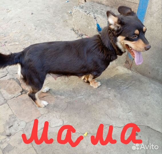 Щенки в добрые руки