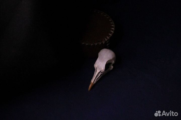 Череп голубиный