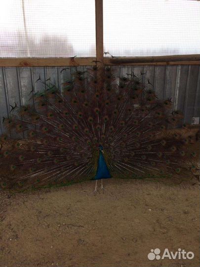 Перо павлина