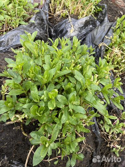 Флоксы многолетние розовые