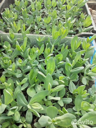 Рассада цветов эустома