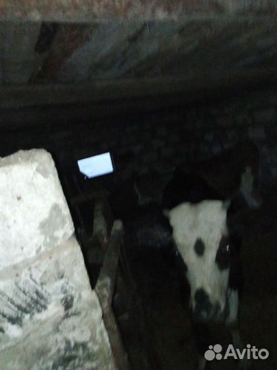 Бычки и телочки