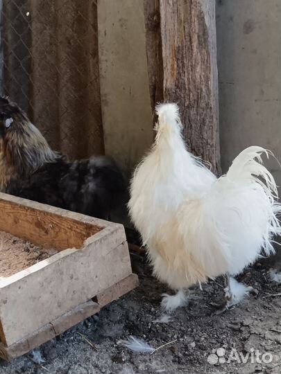 Китайская хохлатая петухи
