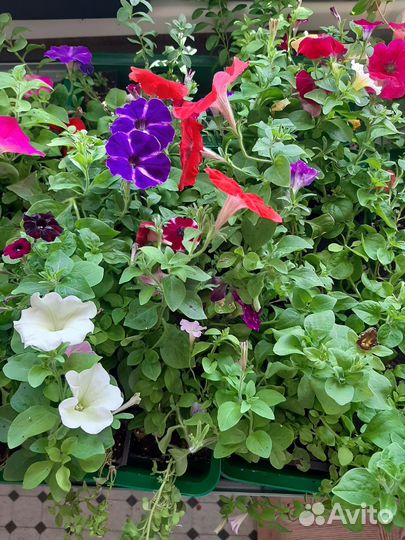 Вегетативная петуния и калибрахоа