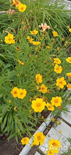 Многолетний кореопсис