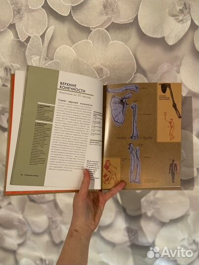 Анатомия за 30 секунд