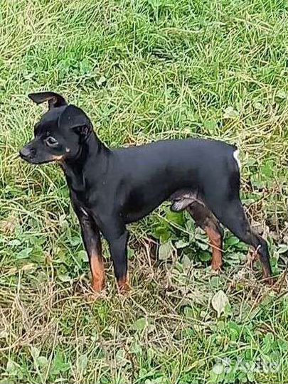 Той-терьер вязка