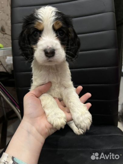 Плюшевые спаниели