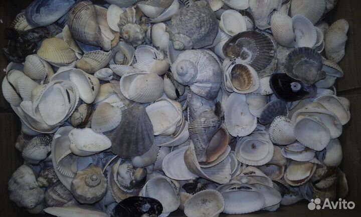 Продам набор морских ракушек
