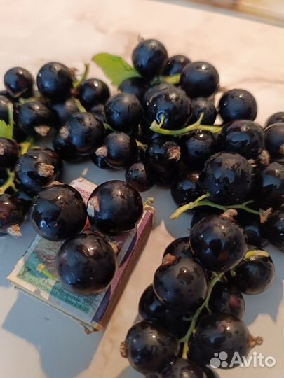 Саженцы черной смородины