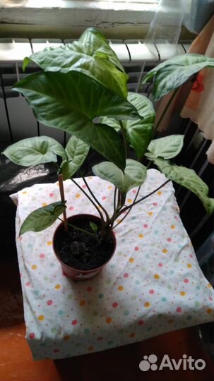 Сингониум 300