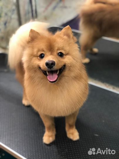 Немецкий шпиц вязка