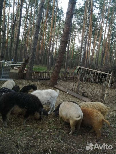 Венгерская мангалица