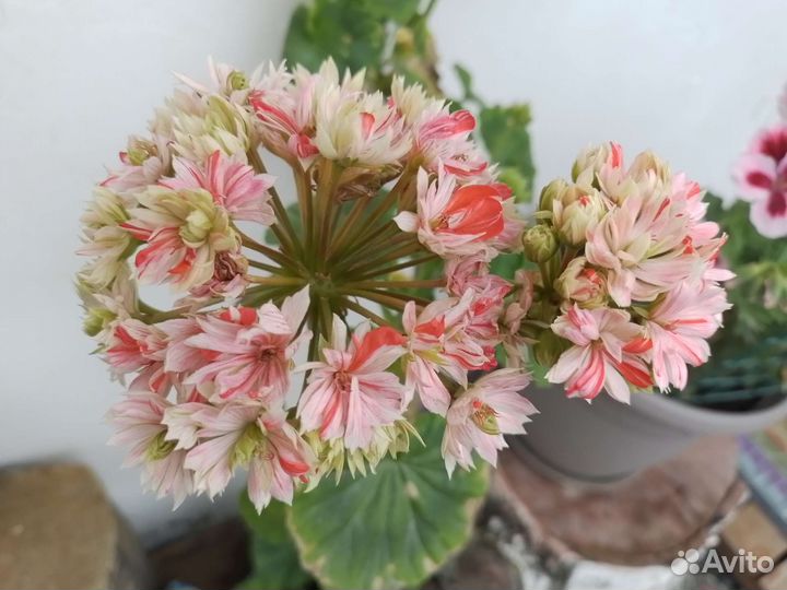 Пеларгония (черенки) сортовая 