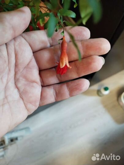 Гранат комнатный карликовый Нана