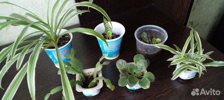 Комнатные цветы