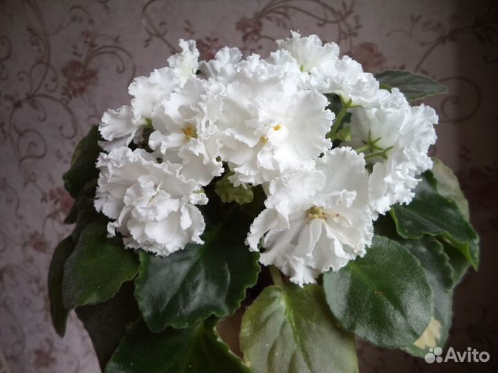 Фиалка Букет невесты